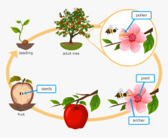 Grade 5 Life Cycle Of A Flowering Plant