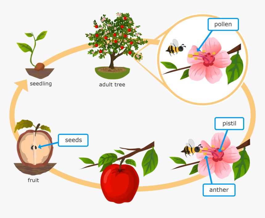 Grade 5 Life Cycle Of A Flowering Plant
